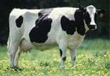 cow-copy