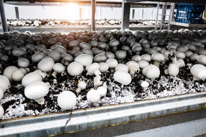California Mushroom Farms Pay Workers $450K